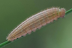 E. ligea